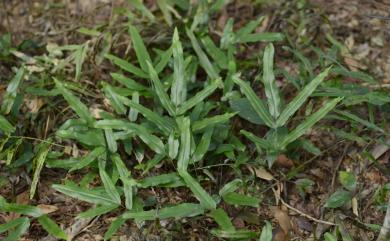Lindsaea ensifolia 箭葉鱗始蕨