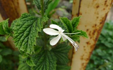 Clerodendrum calamitosum 化石樹