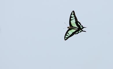 Graphium cloanthus kuge 寬帶青鳳蝶