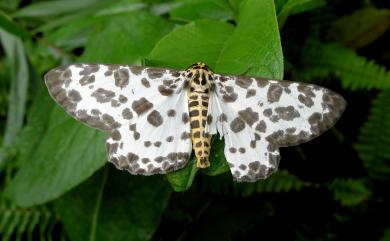 Parapercnia giraffata (Guenee, 1857) 巨星尺蛾