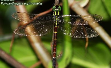 Polycanthagyna erythromelas McLachlan 朱黛晏蜓