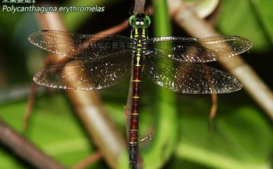 Polycanthagyna erythromelas (McLachlan, 1896) 朱黛晏蜓