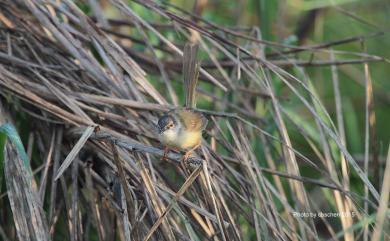 Prinia flaviventris sonitans (Swinhoe, 1860) 灰頭鷦鶯