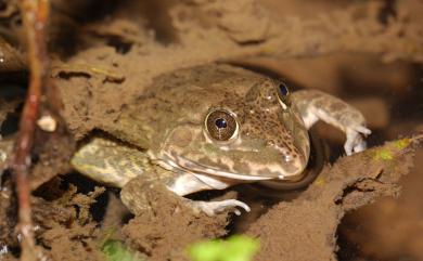 Hoplobatrachus rugulosus Wiegmann, 1834 虎皮蛙