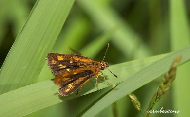 Ampittia dioscorides etura (Mabille, 1891) 小黃星弄蝶