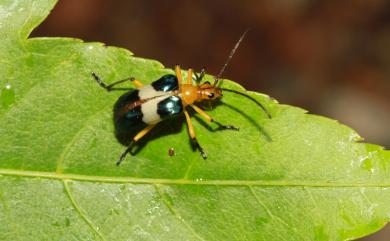 Rhondia formosa Matsushita, 1931 蓬萊角肩花天牛