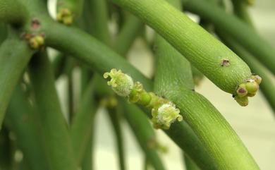 Euphorbia tirucalli L. 綠珊瑚