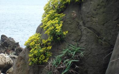 Sedum formosanum 臺灣佛甲草