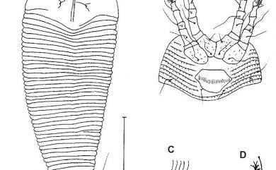 Epitrimerus lobatiae Huang, 2001 葛藤上節蜱