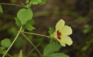 Hibiscus surattensis 刺芙蓉