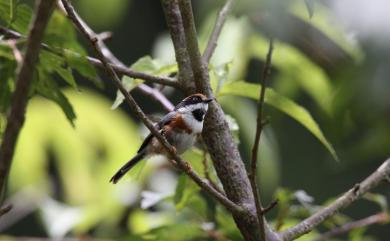 Aegithalos concinnus (Gould, 1855) 紅頭山雀