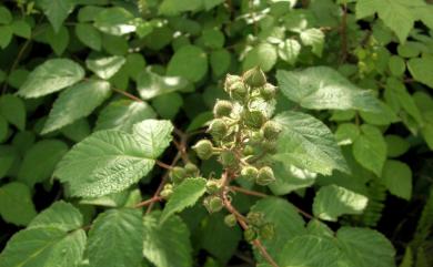 Rubus × parvifraxinifolius Hayata 小梣葉懸鉤子