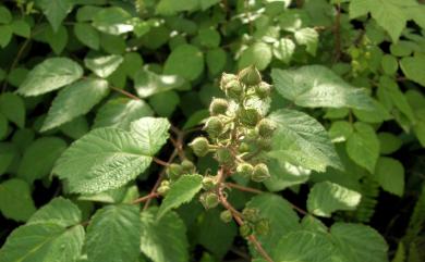 Rubus × parvifraxinifolius Hayata 小梣葉懸鉤子