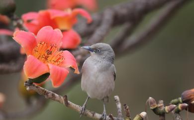 Sturnia sinensis (J. F. Gmelin, 1788) 灰背椋鳥