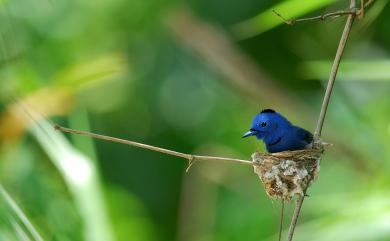 Hypothymis azurea oberholseri Stressmann, 1913 黑枕藍鶲(台灣亞種)