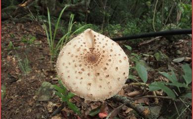 Macrolepiota procera 高大環柄菇