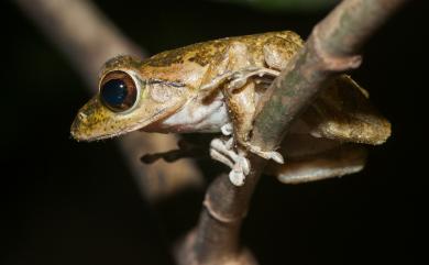 Buergeria robusta (Boulenger, 1909) 褐樹蛙