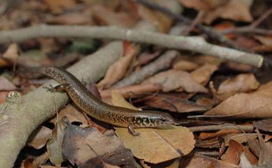 Ateuchosaurus chinensis Gray, 1845 中國光蜥