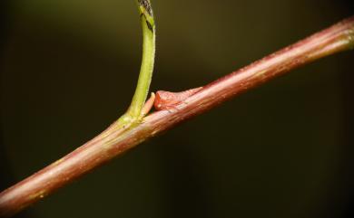 Tricentrus gracilis (Kato, 1928) 細長三刺角蟬