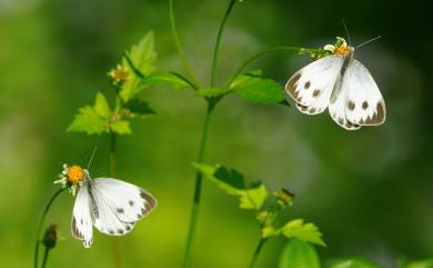 Appias lyncida eleonora (Boisduval, 1836) 異色尖粉蝶