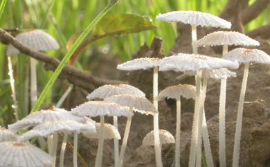 Coprinus patouillardii 帕氏鬼傘