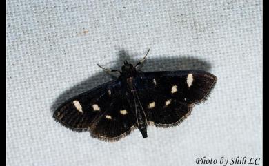 Pyrausta mystica taitungensis Heppner, 2005