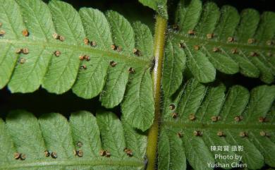 Christella parasitica (L.) H.Lév. 密毛小毛蕨