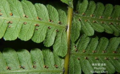 Christella parasitica 密毛小毛蕨