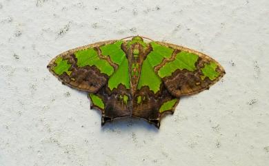 Agathia hemithearia Guenée, 1857 烏雲豔青尺蛾