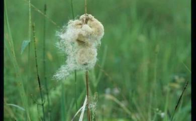 Typha angustifolia 水燭