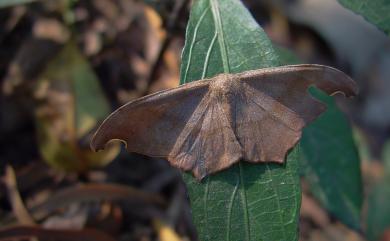 Hyposidra talaca talaca 突角黯鉤尺蛾