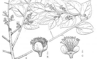 Xylosma congesta 柞木