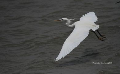 Egretta eulophotes (Swinhoe, 1860) 唐白鷺