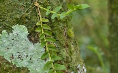 Appendicula reflexa Blume 臺灣竹葉蘭