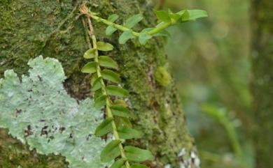 Appendicula reflexa Blume 臺灣竹葉蘭