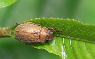 Adoretus formosanus Ohaus, 1914 臺灣褐金龜