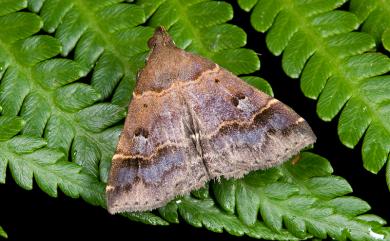 Bertula hadenalis persimilis (Wileman, 1915) 粉紫暈擬胸鬚裳蛾