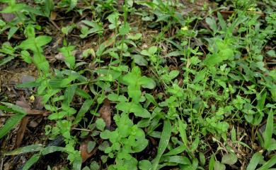 Hypericum japonicum Thunb. 地耳草