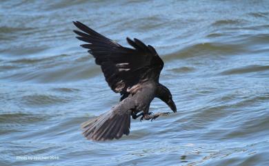 Corvus macrorhynchos colonorum (Swinhoe, 1864) 巨嘴鴉