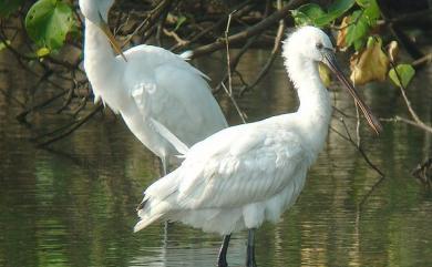 Platalea leucorodia Linnaeus, 1758 白琵鷺