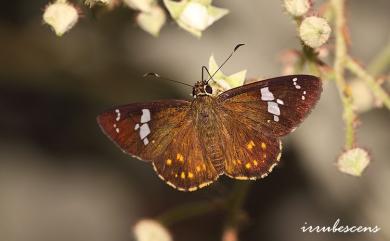 Celaenorrhinus pulomaya formosanus Fruhstorfer, 1909 尖翅星弄蝶