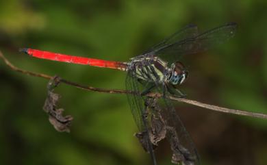 Lathrecista asiatica asiatica (Frbricius, 1798) 海神蜻蜓