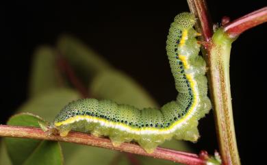 Catopsilia pyranthe pyranthe (Linnaeus, 1758) 細波遷粉蝶