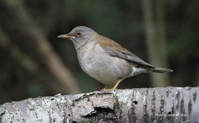 Turdus pallidus J. F. Gmelin, 1789 白腹鶇