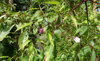 Clematis lasiandra Maxim. 小木通