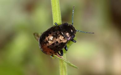 Chrysolina laeviguttata Chujo, 1958 圓斑銅金花蟲