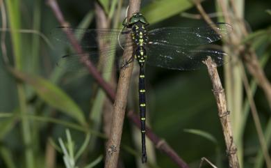 Sarasaeschna tsaopiensis (Yeh & Chen, 2000) 刃鋏晏蜓