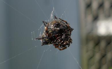 Gasteracantha kuhli C. L. Koch, 1837 古氏棘蛛