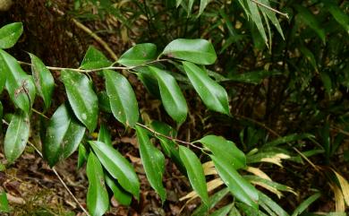 Camellia japonica L. 日本山茶