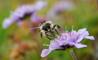 Scabiosa lacerifolia Hayata 玉山山蘿蔔